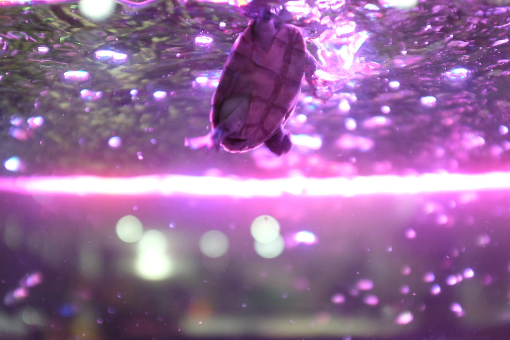 Turtle Dance (neon)
